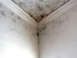 Best Black Mold Removal  in Destrehan, LA